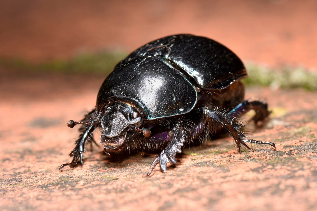 Geotrupidae: Anoplotrupes stercorosus? No, Geotrupes spiniger (cfr.)